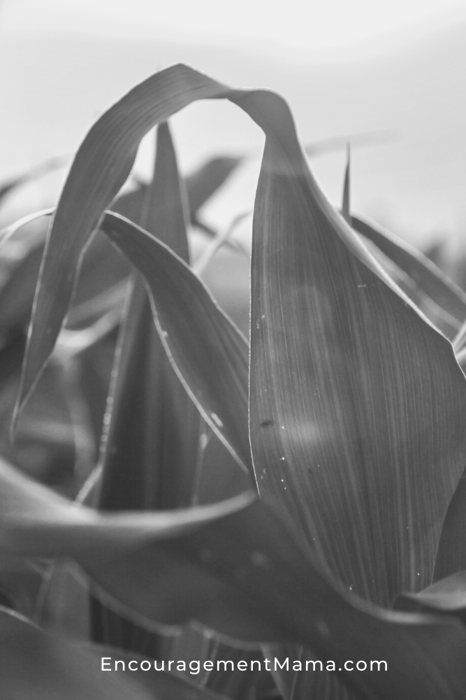 Watching Corn Grow (He’s in the waiting)